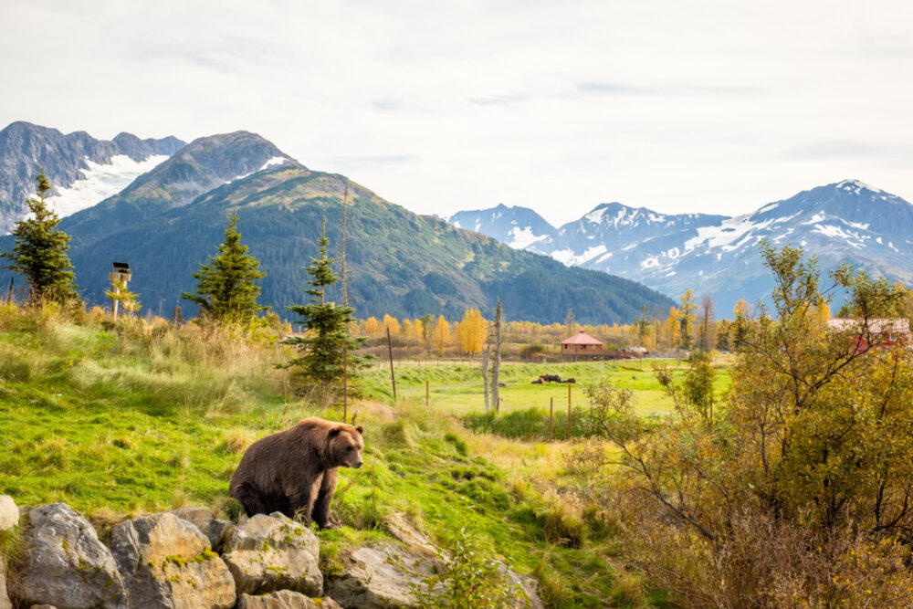 Explore Exciting Summer Activities Near Anchorage, Alaska 3 Brown Bear living in Alaska Wildlife Conservation Center.