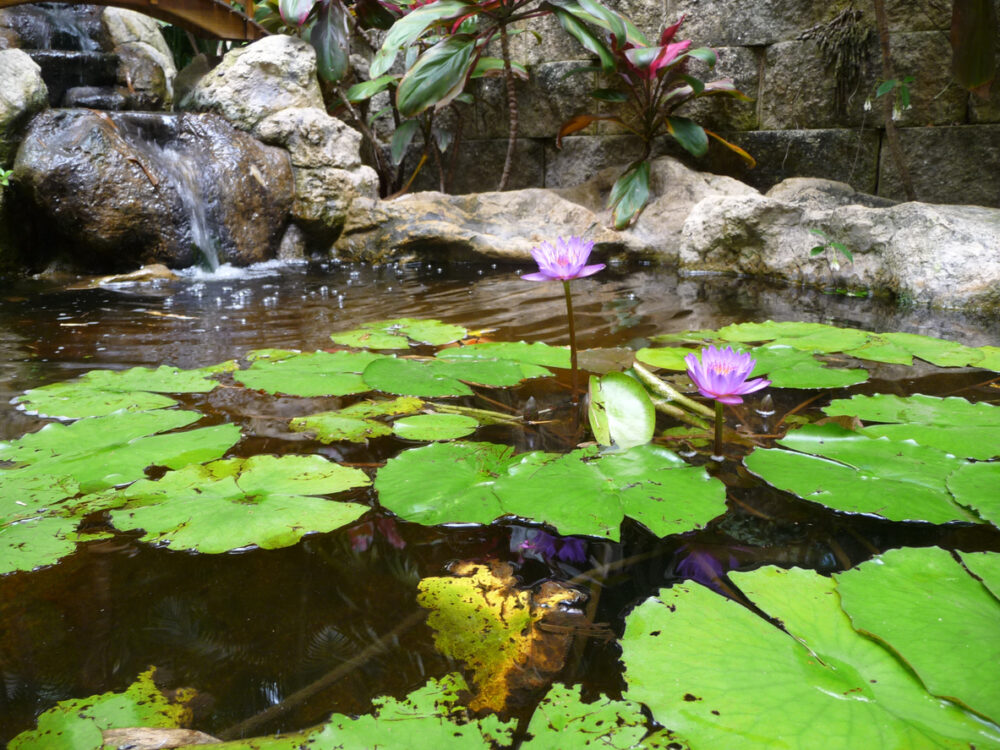 Discover the Historic Charm of St. Petersburg 3 Rocky waterfall flowing into pond with purple lotus water lilies at Sunken Gardens, St Petersburg, Florida
