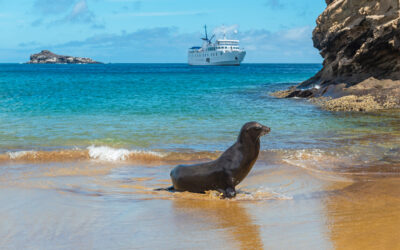 Enhance Your Adventure with Wildlife Cruises and Lodges