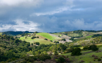 Discover Paso Robles CAB Collective: A Cabernet Sauvignon Journey