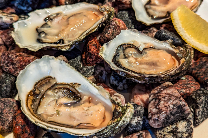 Fresh Oysters from the Baltic Sea.