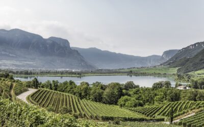 Epic Wine Adventures in Alto Adige