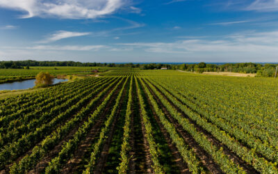 Discovering the Best Wines of Niagara-on-the-Lake
