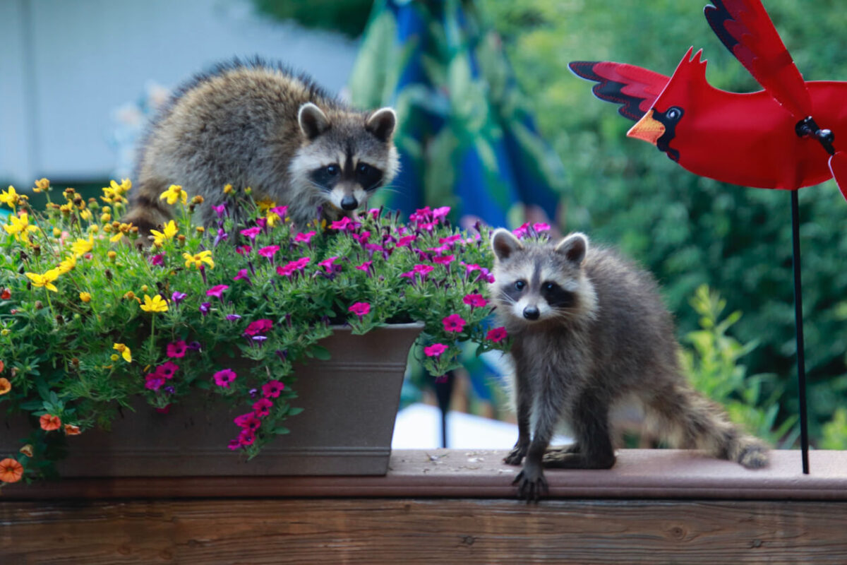 raccoons on a deck digging in flowers
