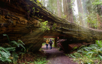 Must-See Highlights of Northern California