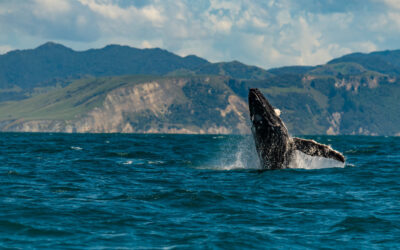 Whale Watching in Kaikoura: An Unforgettable Experience