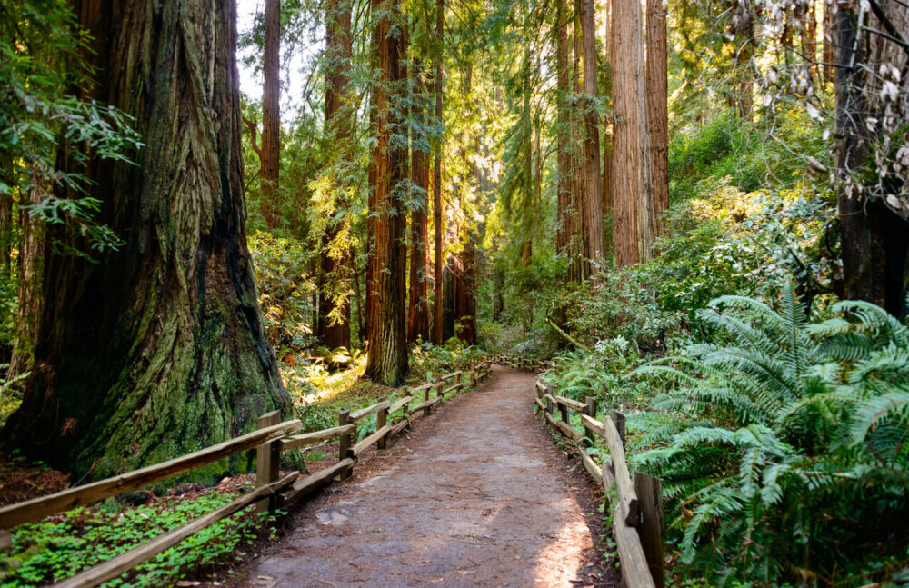 a dirt path winding through the trees in the Muir Woods National Monument