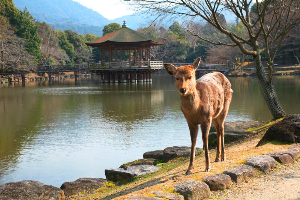 Ukimi deer in Nara Park