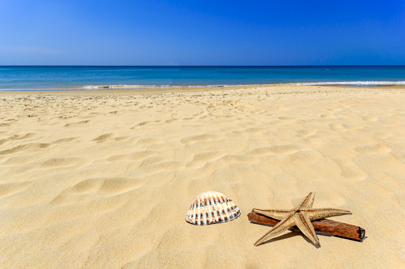 Shells on beach.
