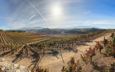 Discover South Coast Winery Resort: Temecula’s Pet-Friendly Winery