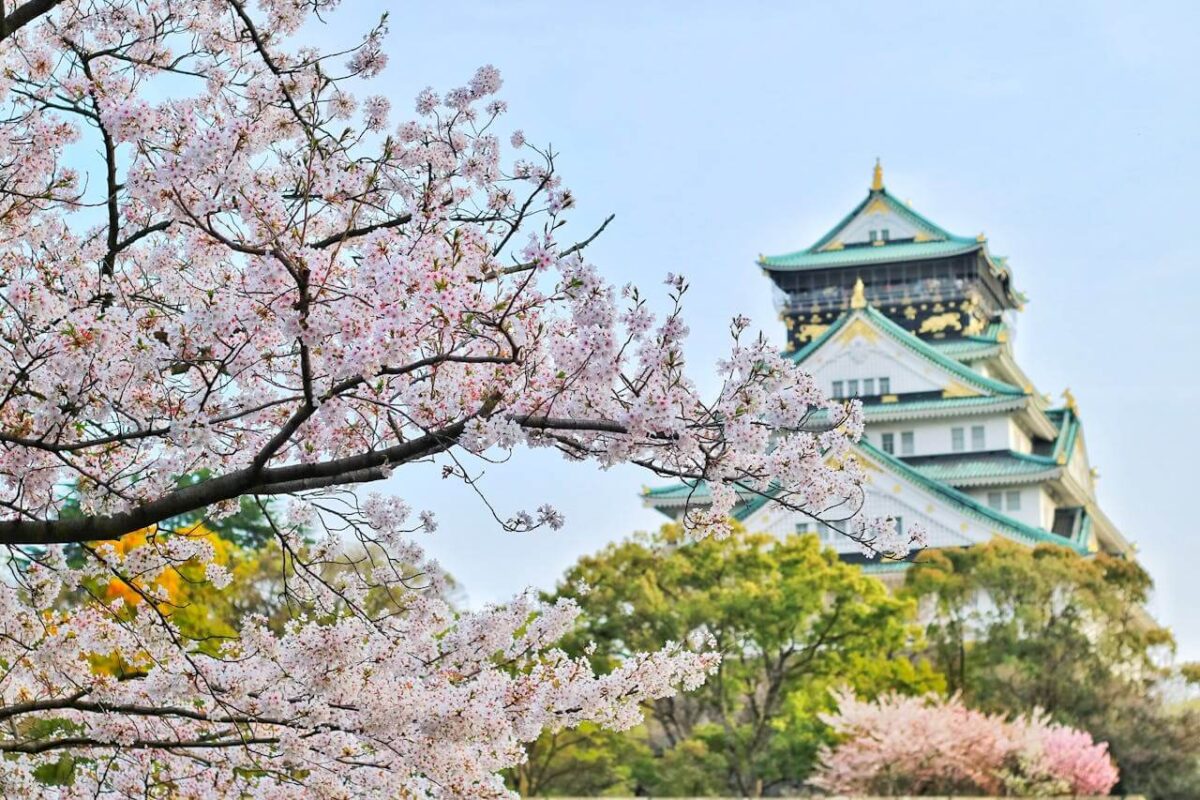 cherry blossoms in Japan