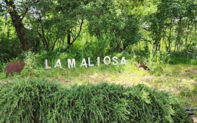 Fattoria La Maliosa and the Rise of Sustainable Wine Tourism in Italy
