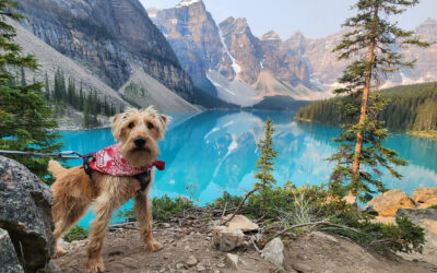 How to Travel the World with an Energetic Dog