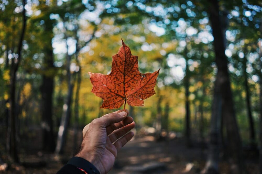 hand holding a maple leaf