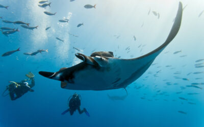 Best Time for a Mexico Liveaboard Dive Trip: Whale Sharks, Mantas, and More