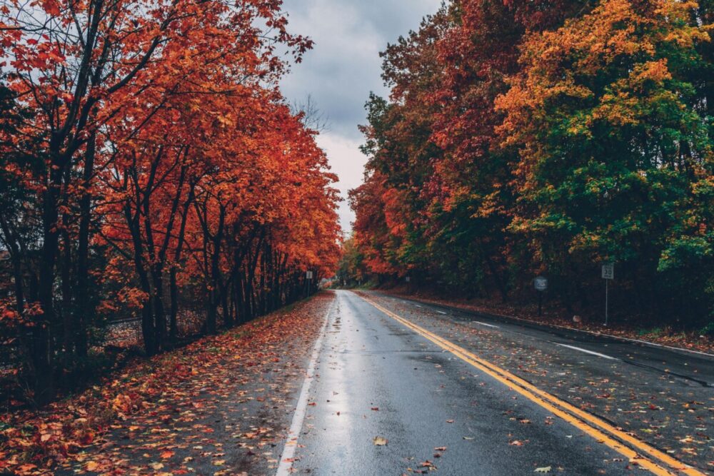 Mid-Atlantic Scenic Drives: Routes That Showcase Regional Beauty 3 leaf covered roads are a common occurrence on mid-Atlantic scenic drives.
