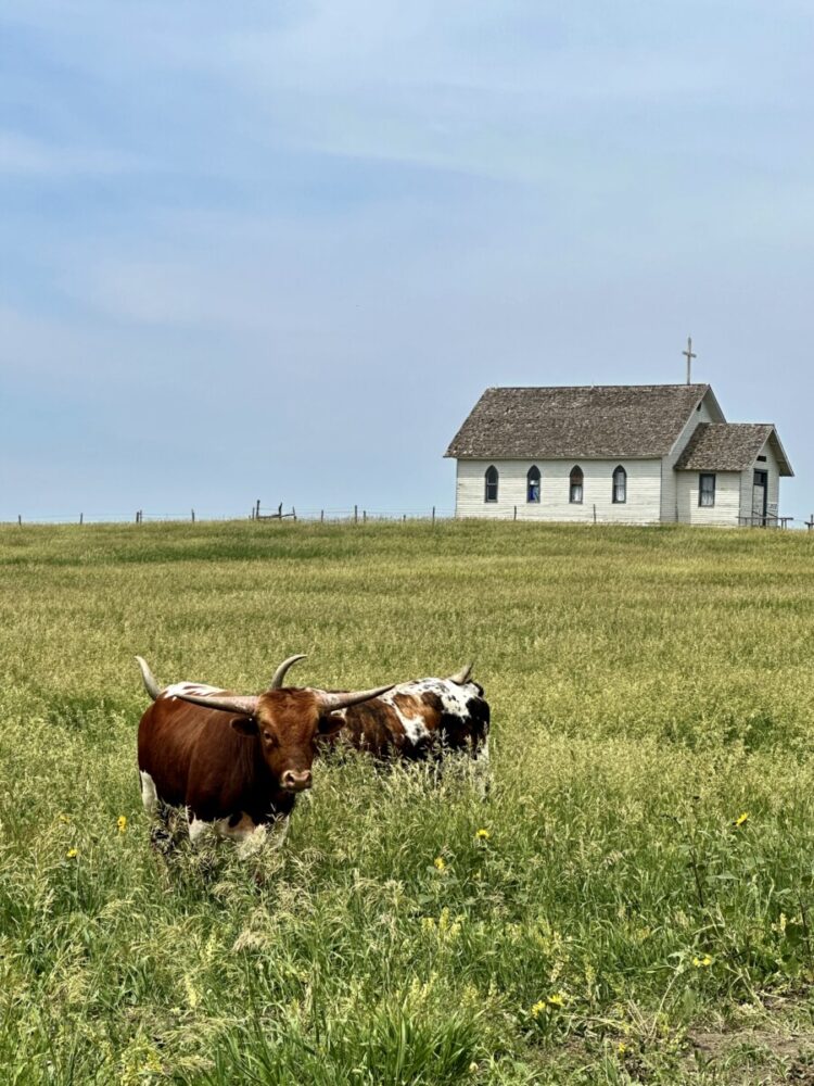 Black Hills, South Dakota Summer Travel Guide: Best Things to Do and Where to Go 2 longhorn cattle on the prairie with a church in the background