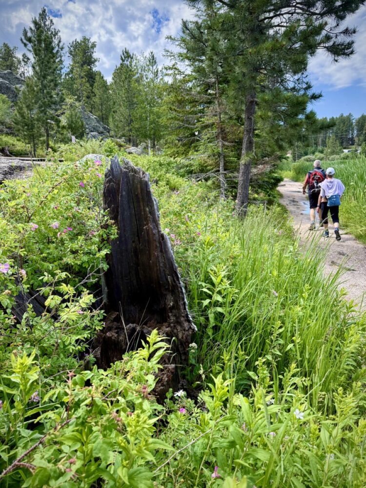 Black Hills, South Dakota Summer Travel Guide: Best Things to Do and Where to Go 7 Sylvan Lakeshore Trail