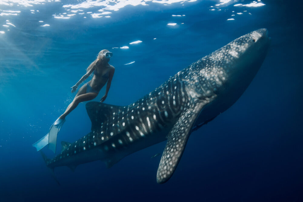 Whale Sharks in Baja California: When and Where to Go 1 Freediver dives with whale sharks in Baja California.