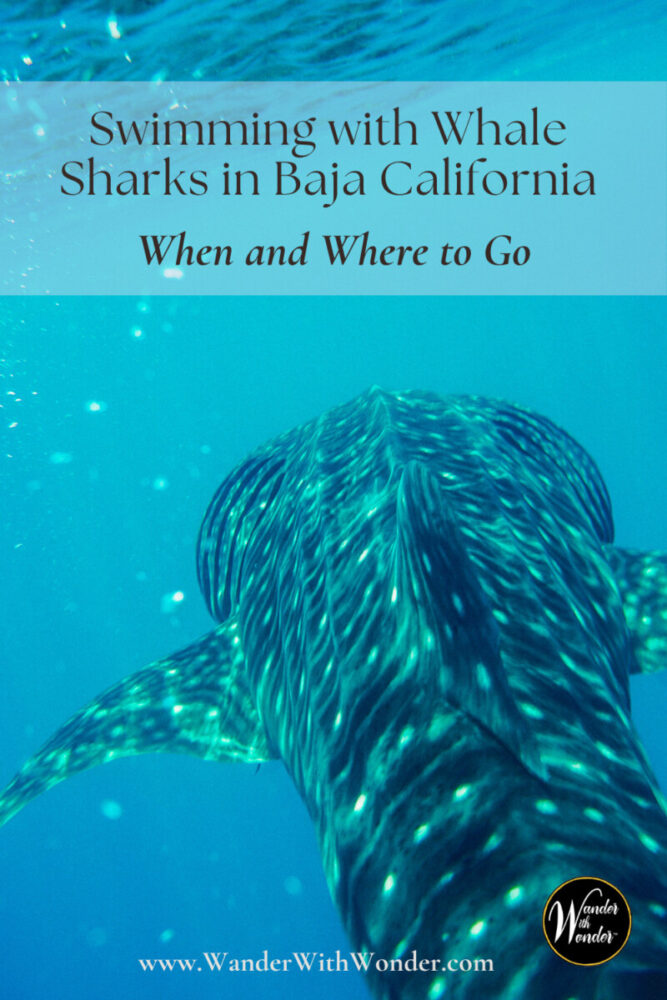 Whale Sharks in Baja California: When and Where to Go 4 Whale Sharks Baja California: When and Where to Go