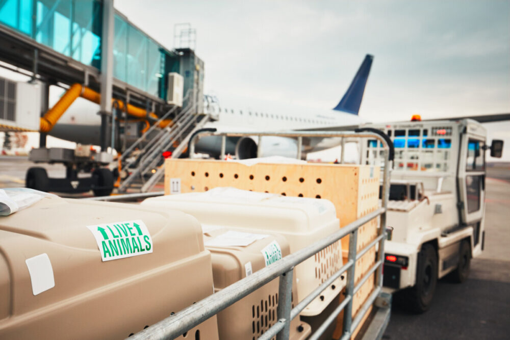 Animal kennels on a luggage carrier being pulled by a tug. Traveling with dogs by private charter is less stressful.
