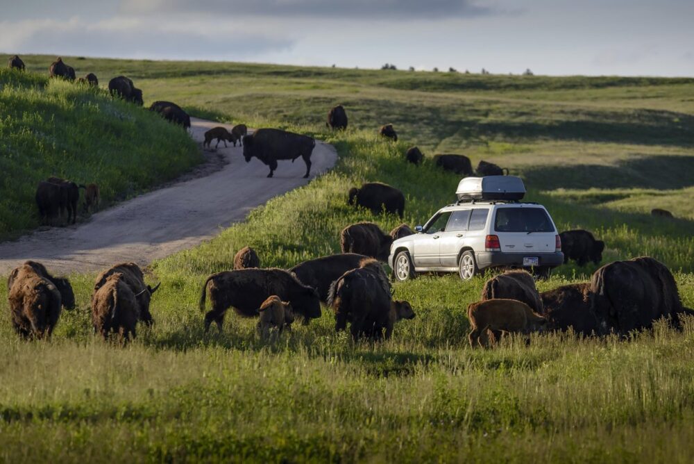 Black Hills, South Dakota Summer Travel Guide: Best Things to Do and Where to Go 11 buffalo surrounding a car in Custer State Park, SD