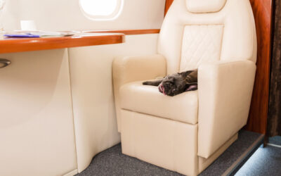 Traveling With Dogs by Private Charter Is Becoming More Popular