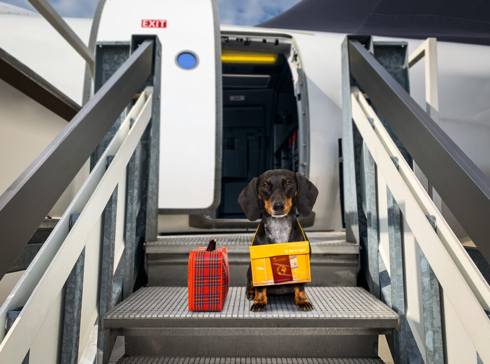 A dog on a jetway with his luggage in front of an airplane. Try traveling with dogs by private charter.