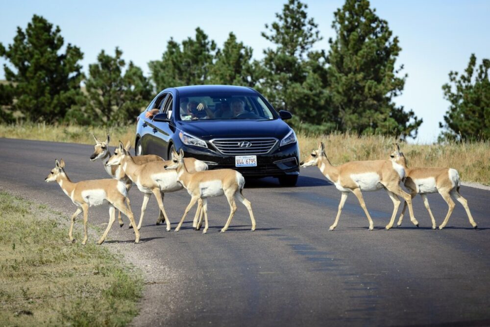 Black Hills, South Dakota Summer Travel Guide: Best Things to Do and Where to Go 18 pronghorn crossing the Wildlife Loop Road in South Dakota's Custer State Park in front of a car