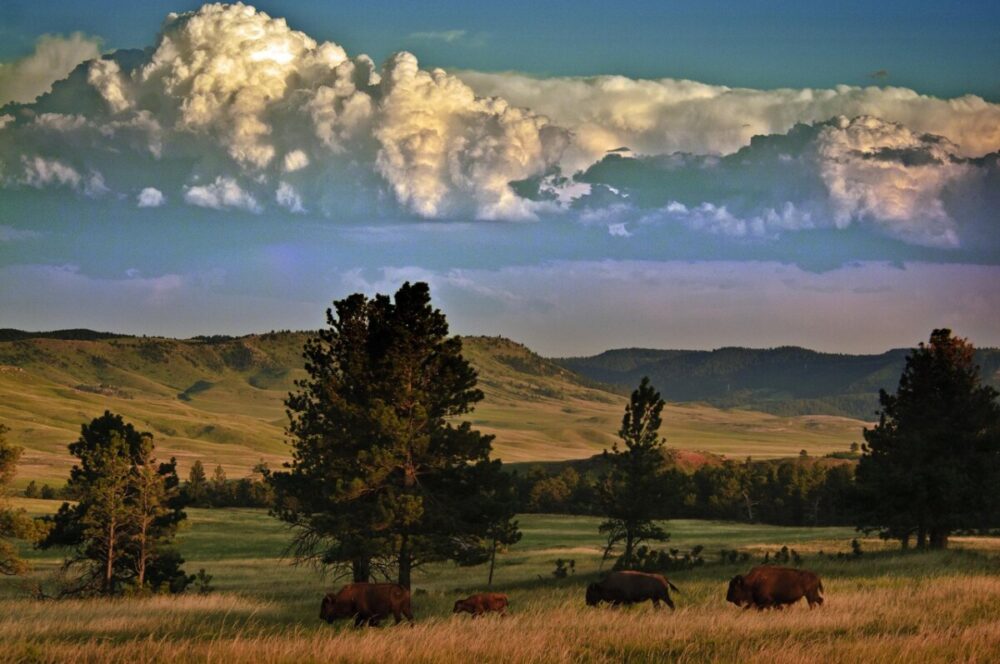 Black Hills, South Dakota Summer Travel Guide: Best Things to Do and Where to Go 37 Buffalo in Wind Cave National Park in South Dakota