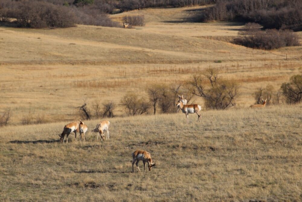 Best Things to Do in Castle Rock, Colorado 3 Antelope out back
