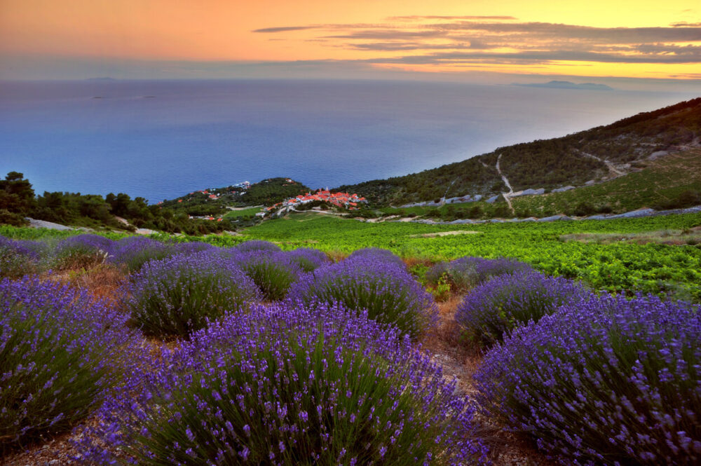 Best Time to Visit Hvar: A Seasonal Guide to Planning Your Trip 2 evening on lavender field on Hvar Island, Croatia