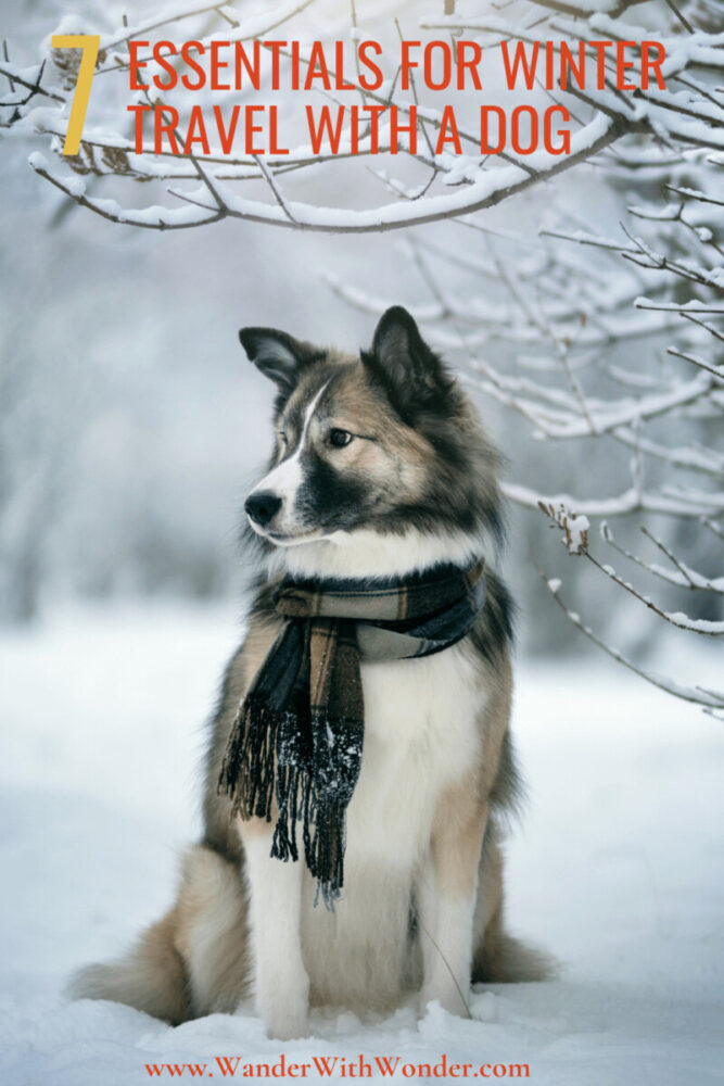 7 Essentials for Winter Travel with a Dog