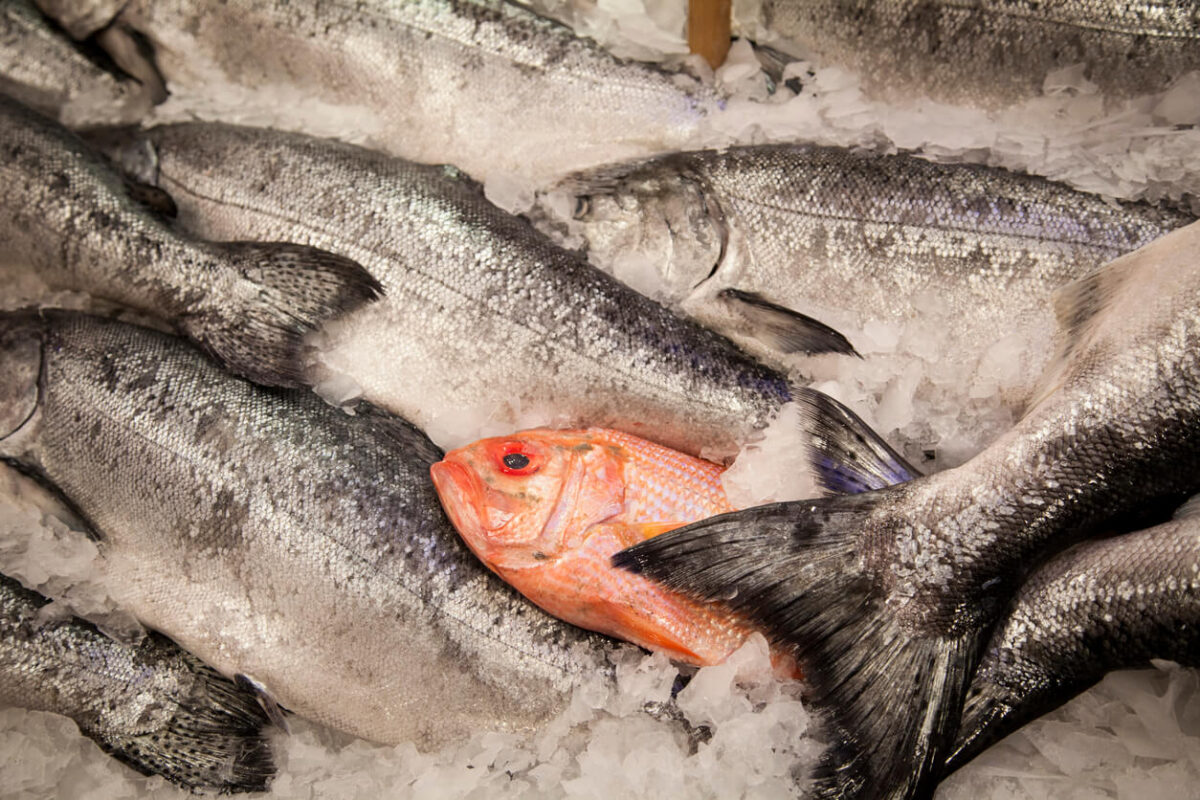 Red snapper and King Salmon at Pike Place Market in Seattle