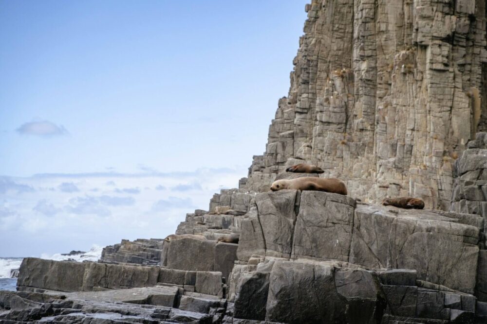 Hobart Food Guide: 10 Things to Eat, Drink, and Do in Tasmania 3 seals rest on the rocks at Bruny Island Tasmania