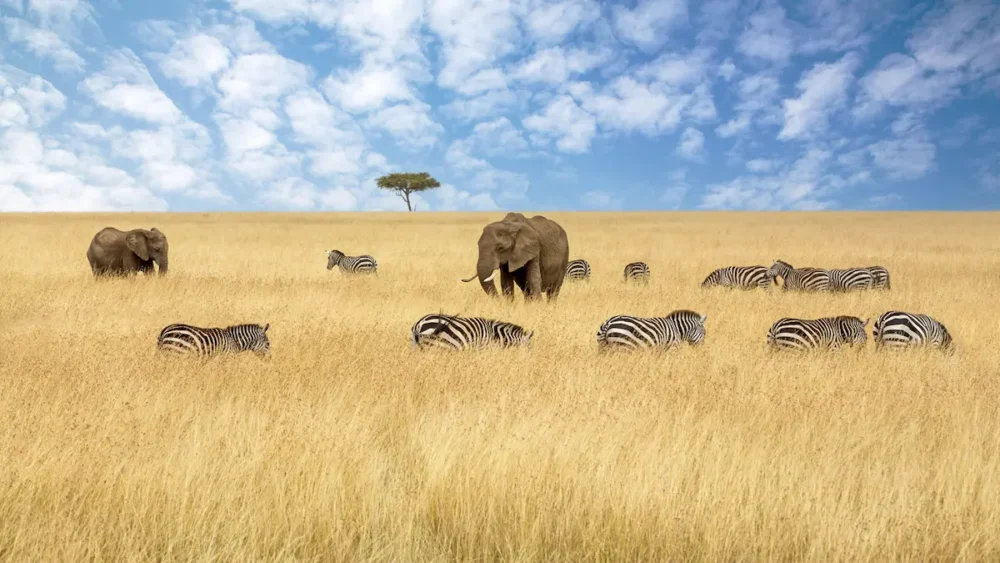A Guide to an Unforgettable Masai Mara Safari in Kenya 1 A sweeping landscape with elephants, zebras, and a lone acacia tree in tall golden grass. An ideal location for a Masai Mara safari.
