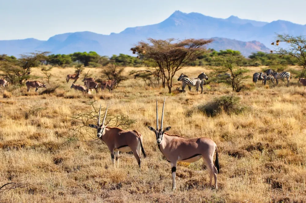 A Guide to an Unforgettable Masai Mara Safari in Kenya 4 A pair of endangered Beisa Oryx in the Samburu Reserve of Northern Kenya.