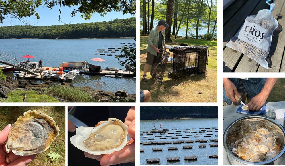 Explore Maine's Coast and Harbors Aboard American Cruise Lines 24 Eros Oyster collage of photos showing oyster cages, oyster open and closed, bag of oysters, and scene of Robinwood Cove