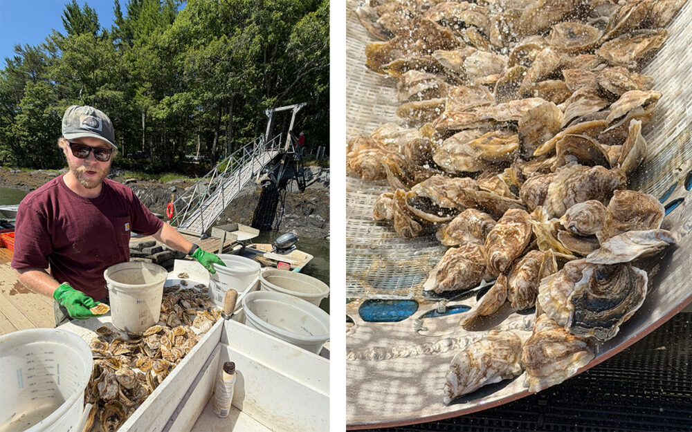 Explore Maine's Coast and Harbors Aboard American Cruise Lines 25 Eros Oyster Company duo showing an employee sorting the oysters and a close-up of the oysters as they were harvested.