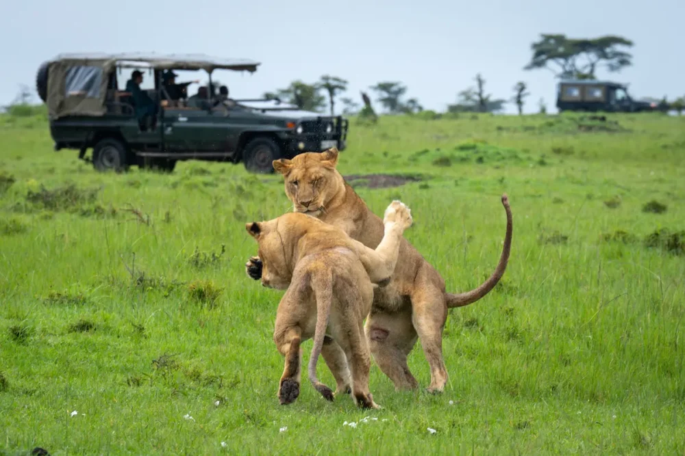 A Guide to an Unforgettable Masai Mara Safari in Kenya 2 Two lionesses play fighting while tourists watch from a vehicle. One of the highlights of a Masai Mara safari.