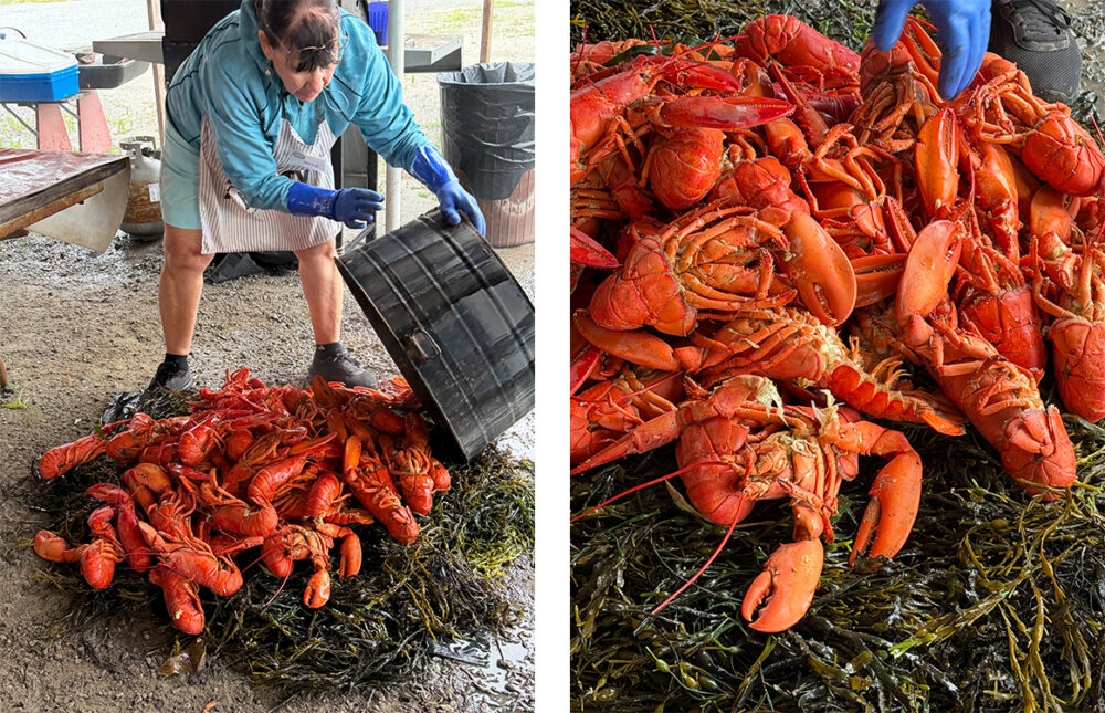 Explore Maine's Coast and Harbors Aboard American Cruise Lines 22 Freshly-steamed Maine lobsters were prepared along with mussels and other sides for American Cruise Lines passengers. ©Debbra Dunning Brouillette