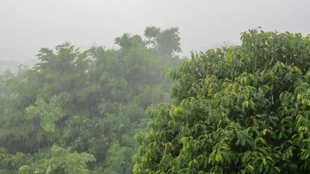 How to Choose a Birding Lodge in Costa Rica 5 Heavy rain falling on trees in the jungle.