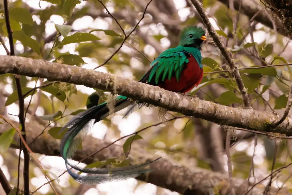 How to Choose a Birding Lodge in Costa Rica 2 A quetzal sitting on a branch near a birding lodge in Costa Rica.