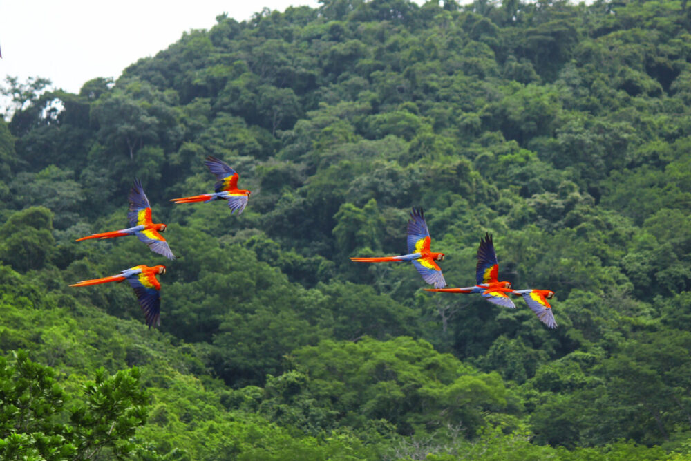 How to Choose a Birding Lodge in Costa Rica 4 Five wild Scarlet Macaws flying over the jungle.