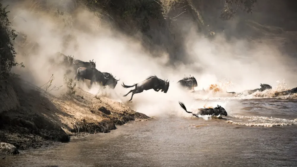 A Guide to an Unforgettable Masai Mara Safari in Kenya 5 Dramatic image of a herd of wildebeest leaping to cross the Mara River. A view you can see on a Masai Mara safari in high season.