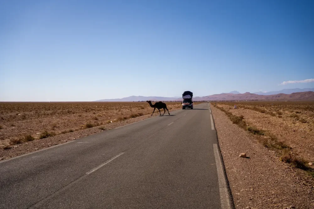 A camel crossing a desolate road in front of an overloaded van in Morocco