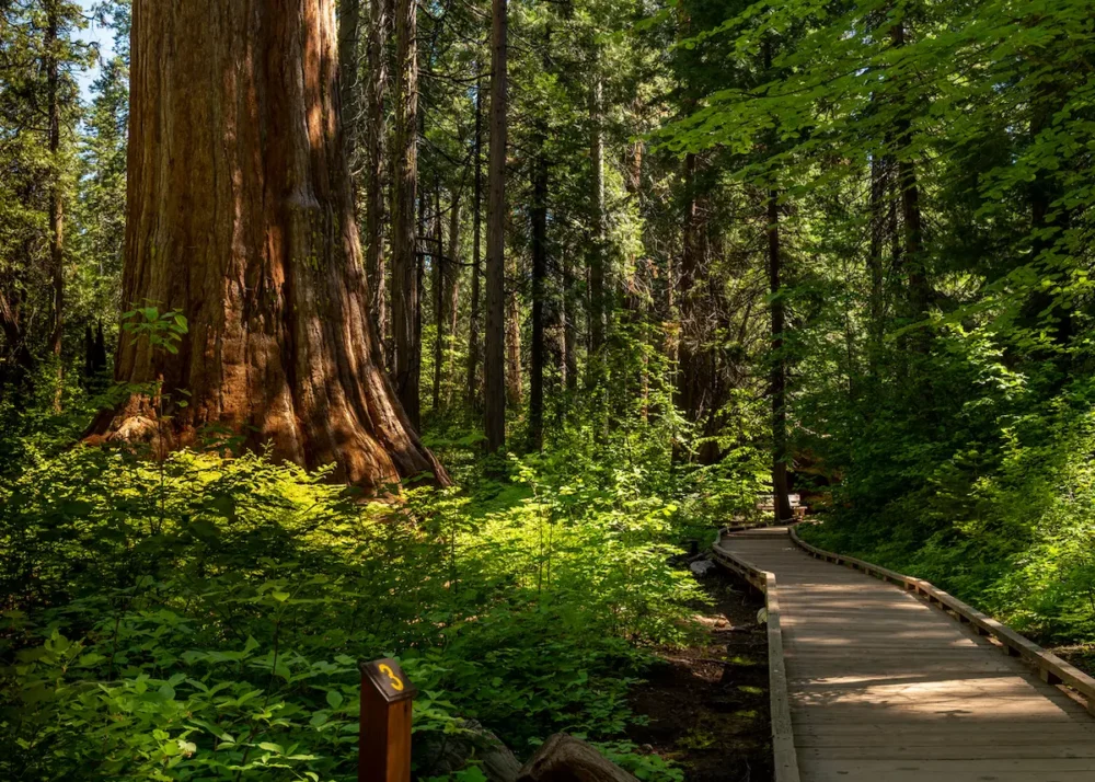 Wooden walking path through Sequoia trees