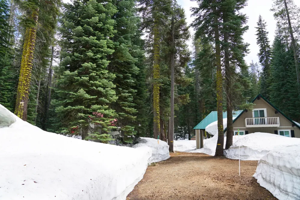 Trees in the snow in the mountains of California