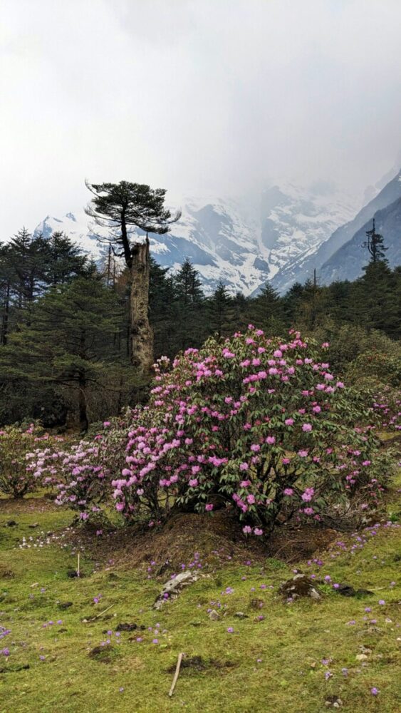 Rhododendron blooming