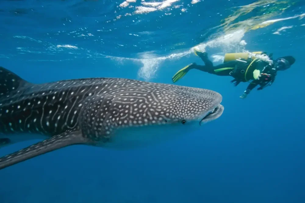 Beyond Traditional Cruises: Small-Ship Cruises and Specialty Sailings 5 Whale shark and underwater photographer